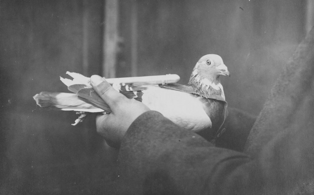 Heeresbrieftaube mit einer Federdepeschenhülse, 1914-1918, Foto: Gustav Lamprecht