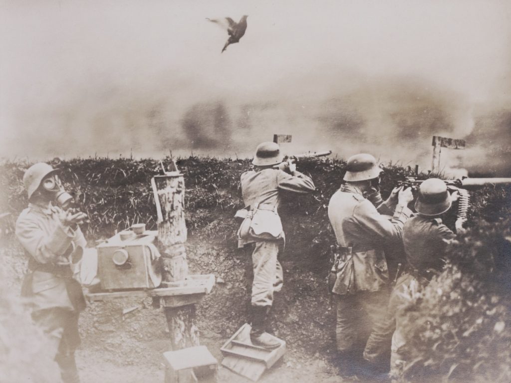 Eine Heeresbrieftaube während ihres Einsatzes im Ersten Weltkrieg, 1914-1918