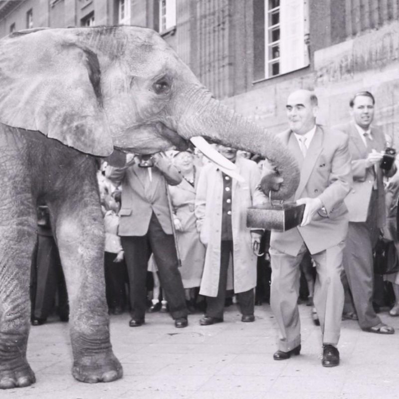 Ein Zirkuselefant übergibt dem Bürgermeister Georg Ramin die Vergnügungssteuer. Stadtgeschichtliches Museum Spandau